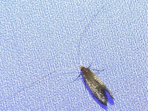 Nematopogon adansoniella